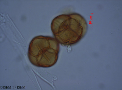 ISEM 1/Vaccinium_floribundum_28065/Vaccinium_floribundum_28065_0001(copy)_thumb.jpg